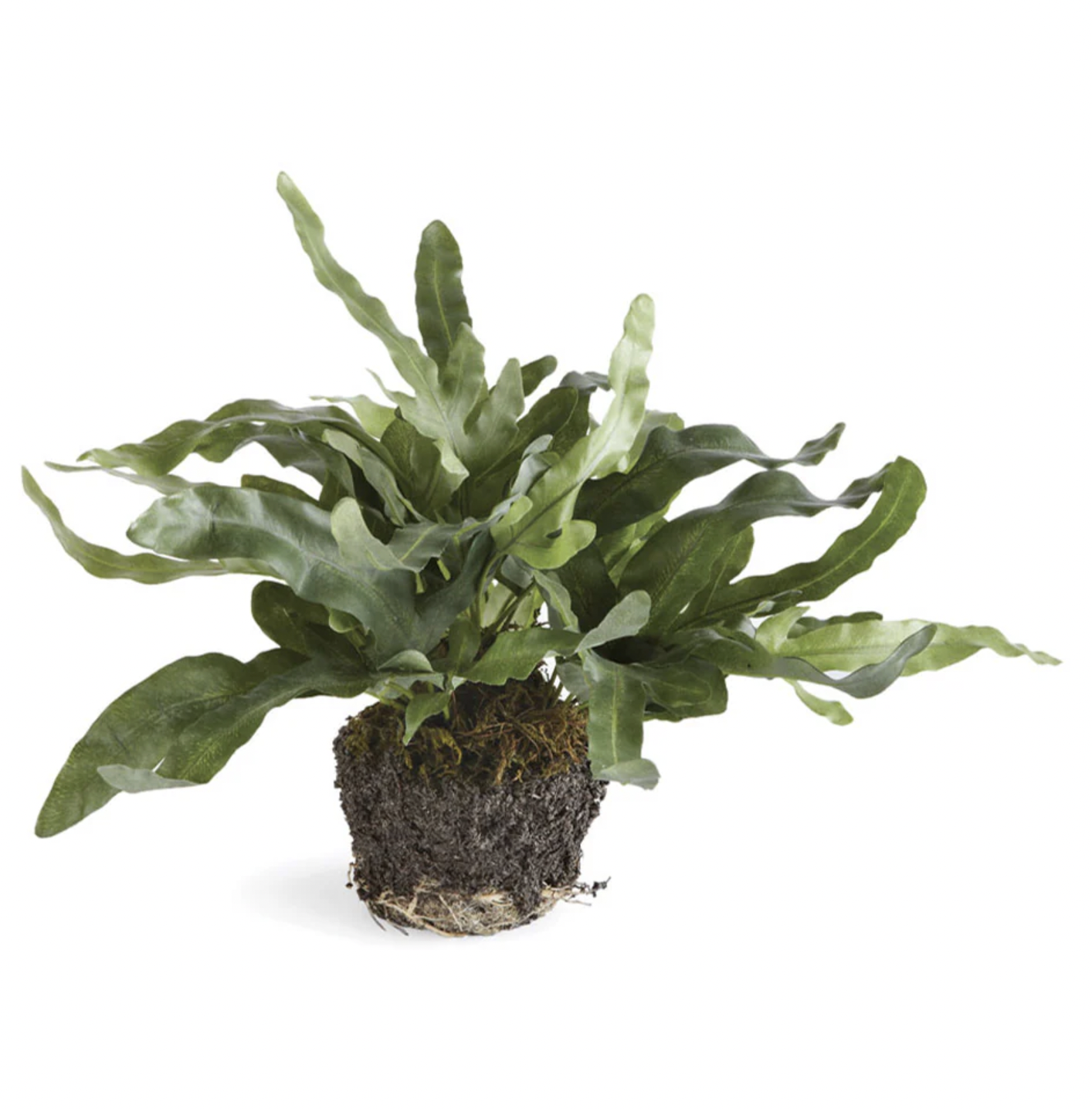 11.5" Echeveria Fern Drop-In