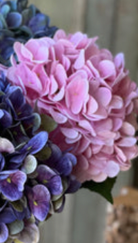22" Cameo Hydrangea