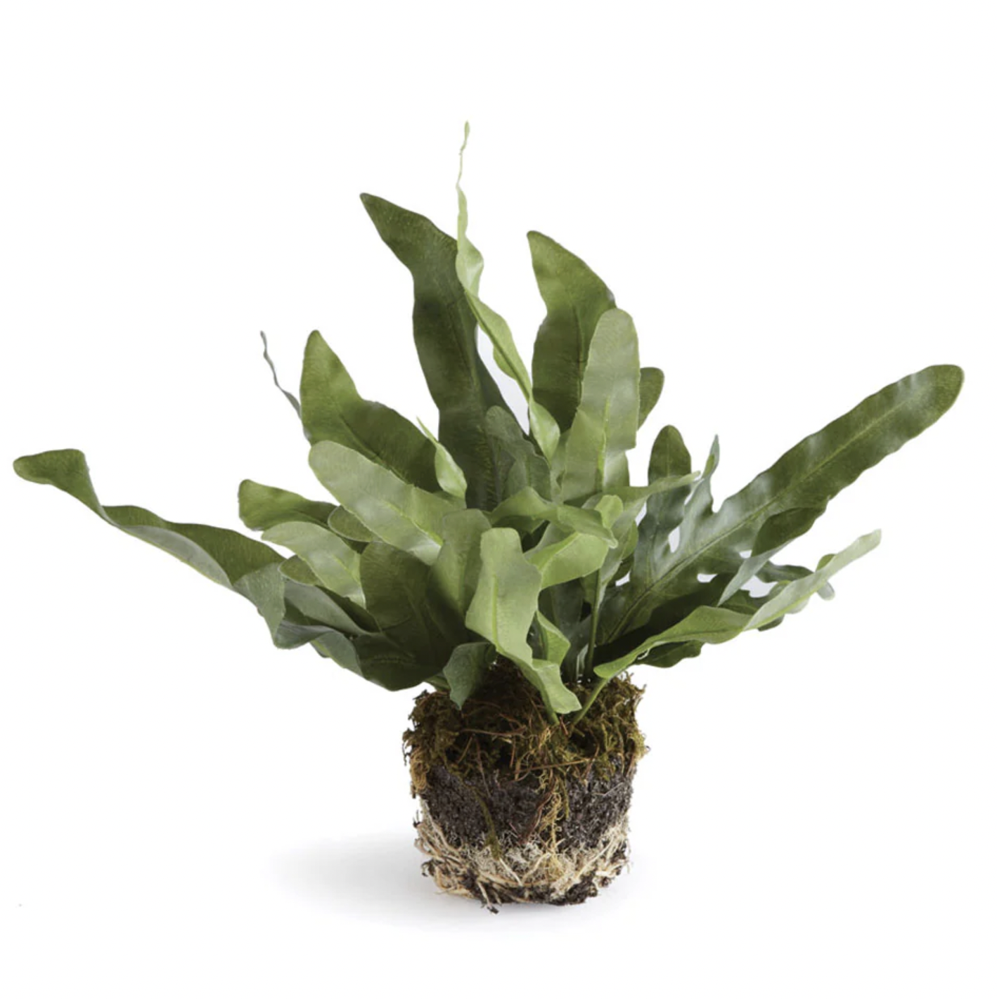 8.5" Echeveria Fern Drop In