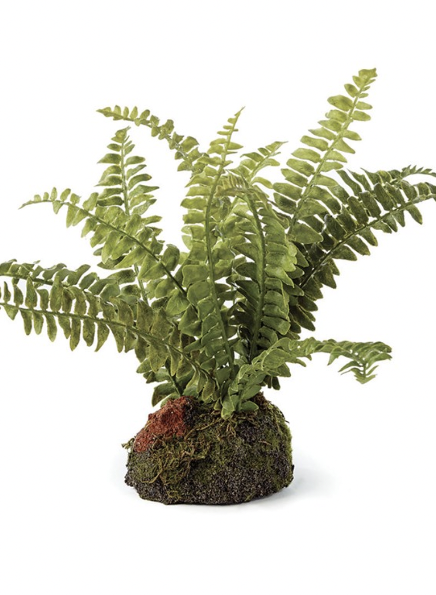 7" Boston Fern Drop-In