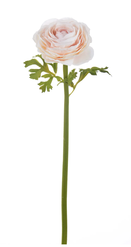 22" Blush Ranunculus