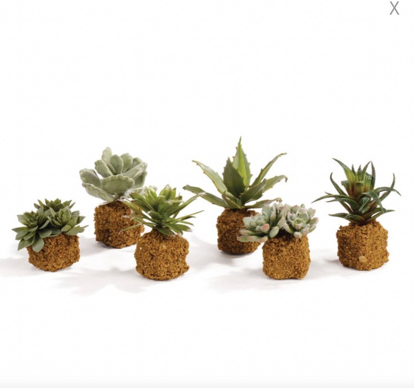 5.5" Succulent Drop-In