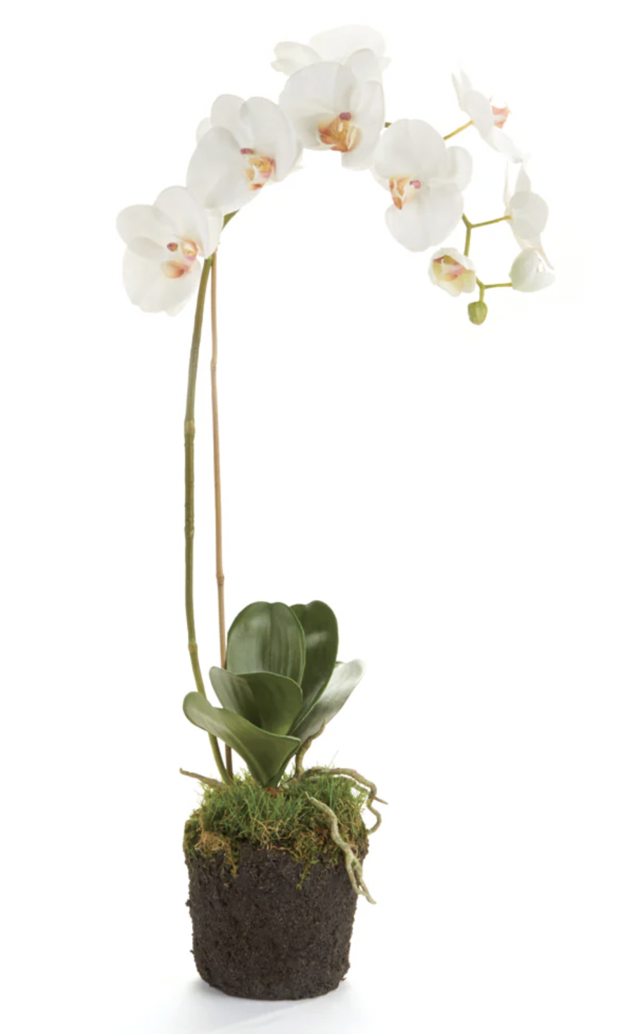 26" Phalaenopsis Drop In