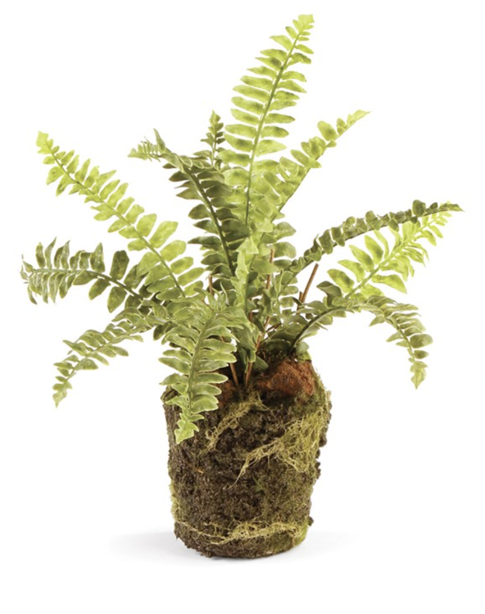 9" Boston Fern Drop In