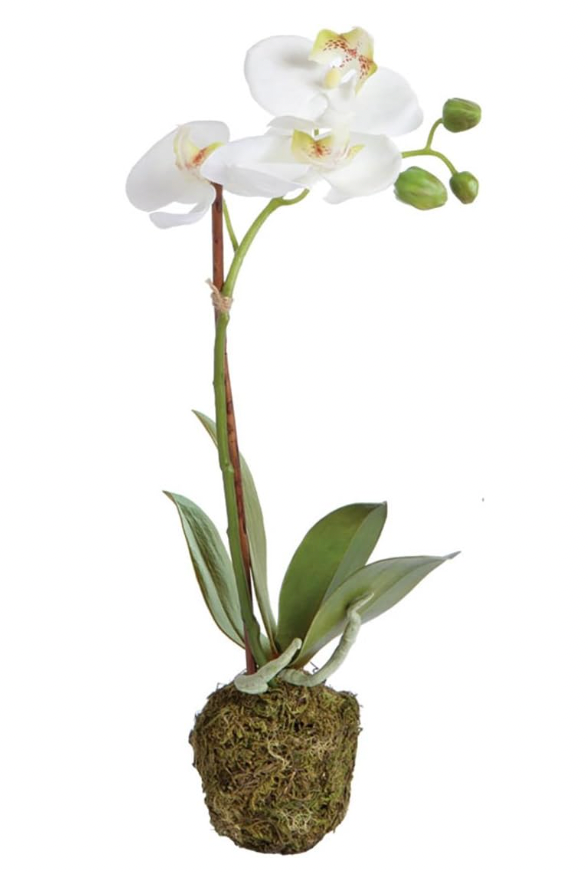 15" Phalenopsis Drop In