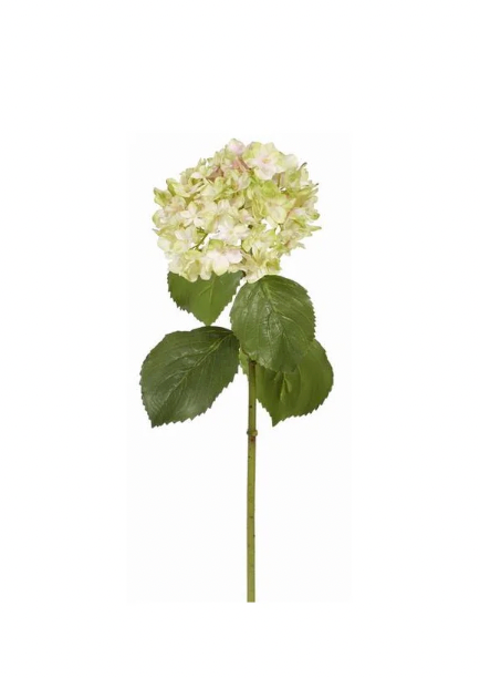 Pink/Green Hydrangea