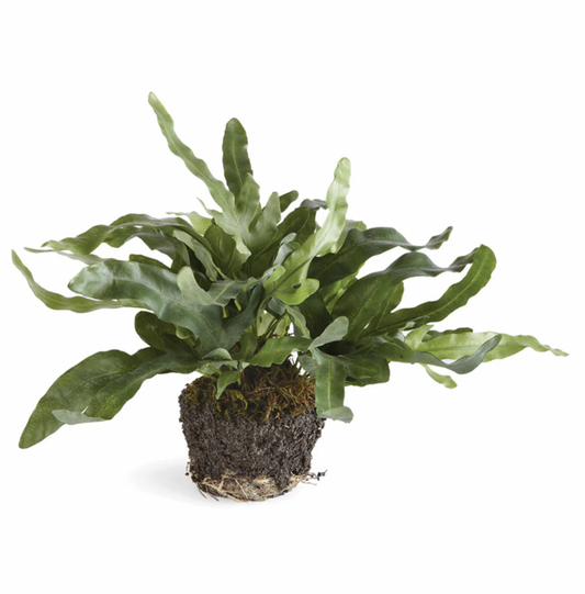 11.5" Echeveria Fern Drop-In