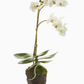 Phalaenopsis Orchid Drop-in 17"