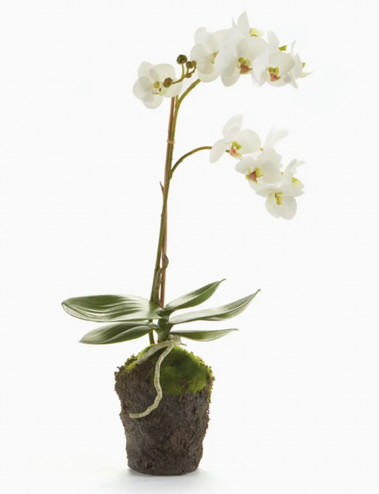 Phalaenopsis Orchid Drop-in 17"