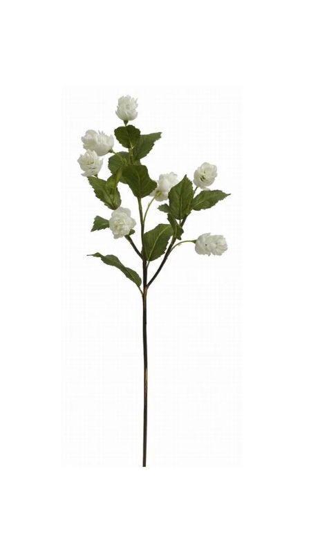 White Hops