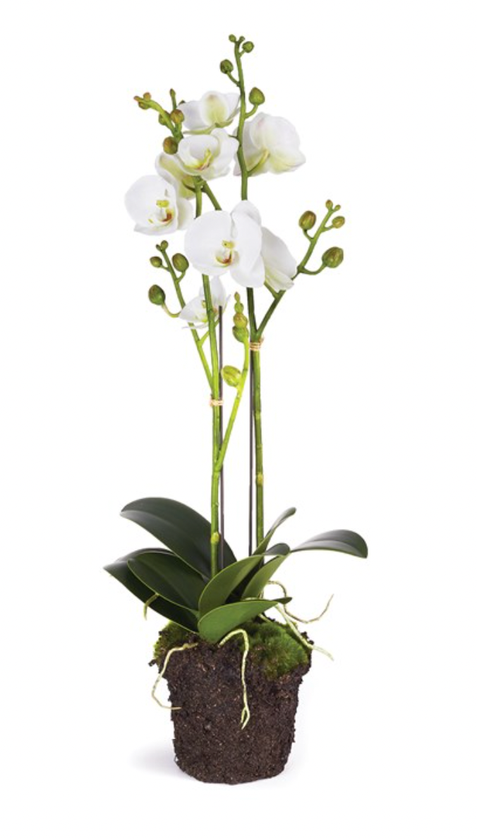 23" Phalaenopsis Drop-In