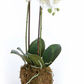 23" Phalaenopsis Orchid Drop-In