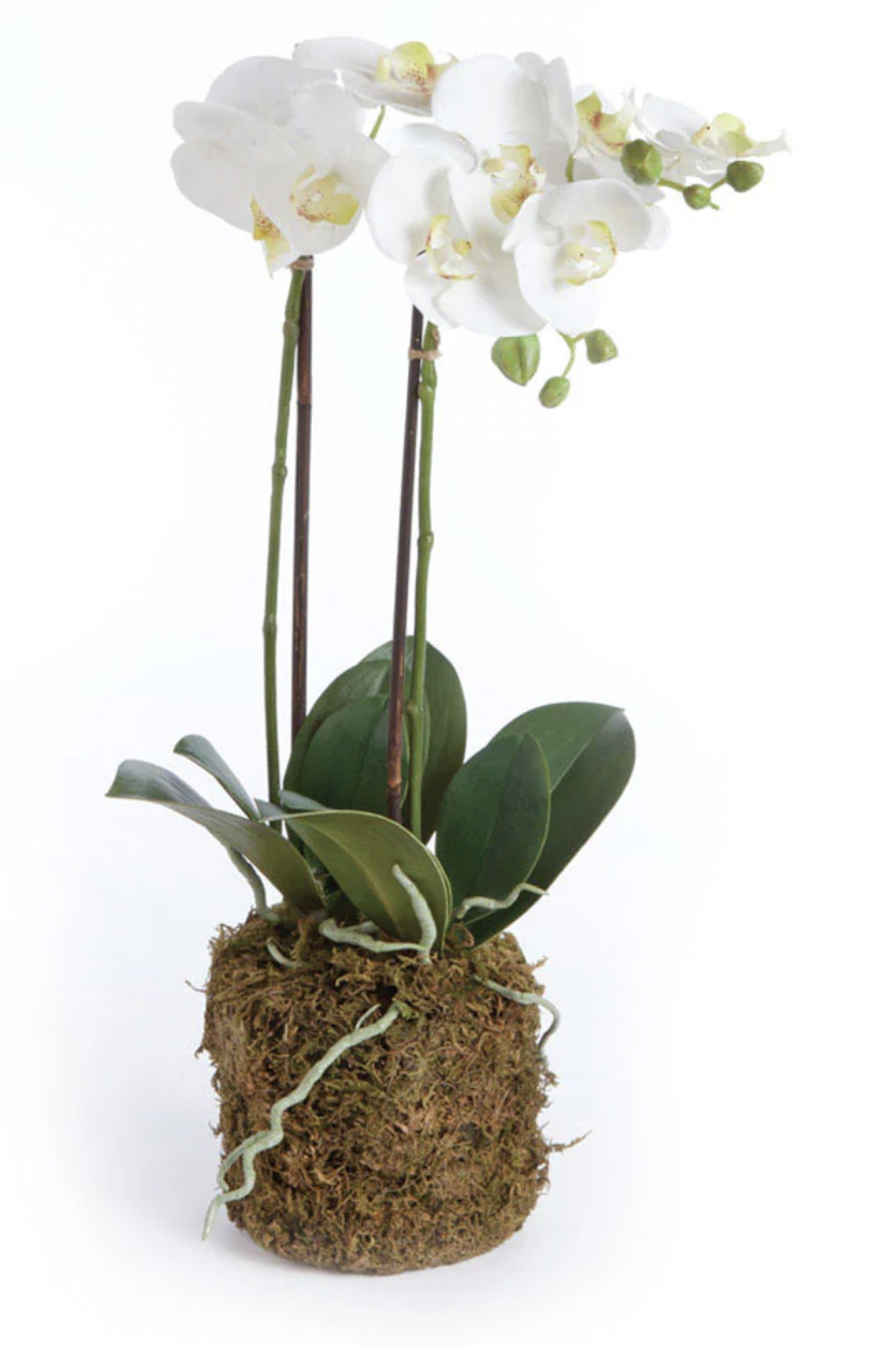 23" Phalaenopsis Orchid Drop-In
