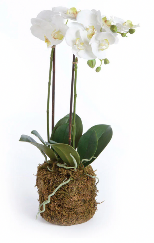 23" Phalaenopsis Orchid Drop-In
