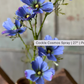 27" Cockle Cosmos Spray