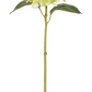 Light Green Small Hydrangea