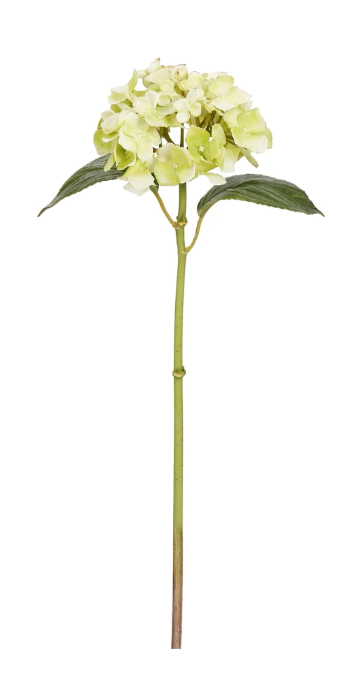 Light Green Small Hydrangea