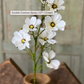 27" Cockle Cosmos Spray