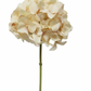 Hydrangea