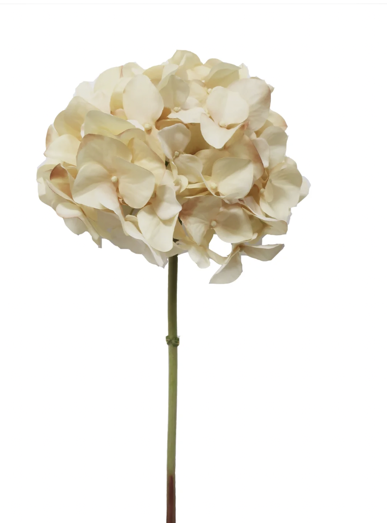 Hydrangea