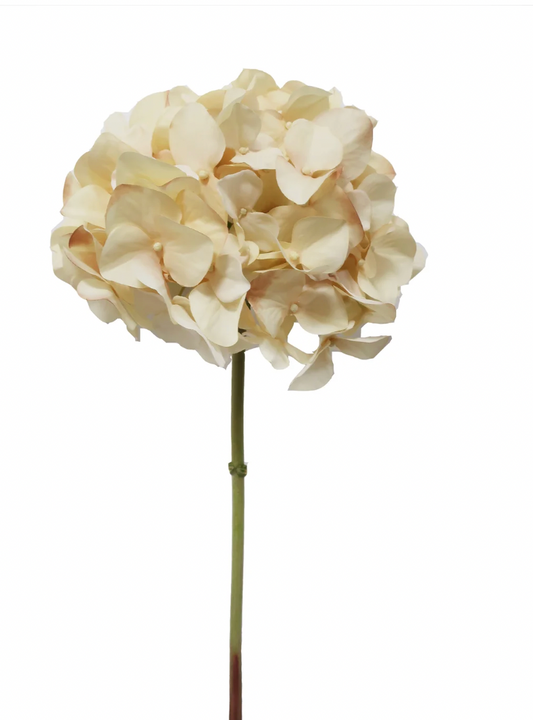 Hydrangea