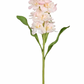 Stock Flower