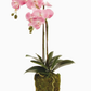 Phalaenopsis Orchid Drop in 23"
