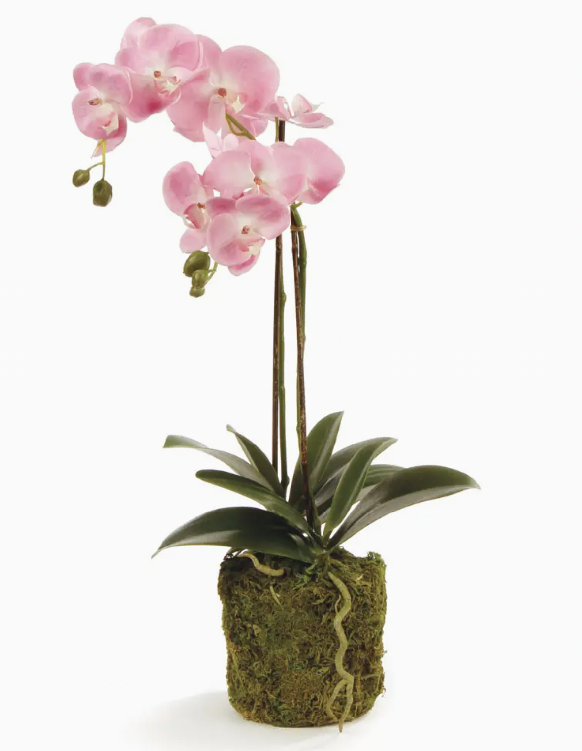 Phalaenopsis Orchid Drop in 23"