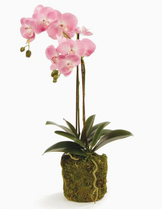 Phalaenopsis Orchid Drop in 23"