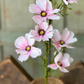 27" Cockle Cosmos Spray