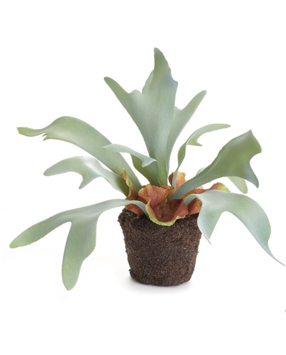 Staghorn Fern 9"