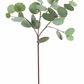 Eucalyptus Spray