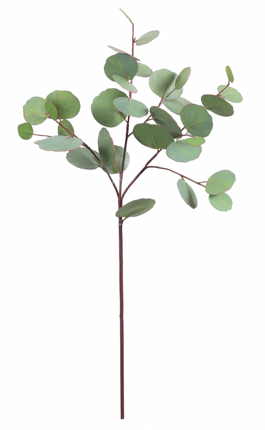 Eucalyptus Spray
