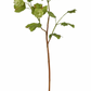 Green Hops