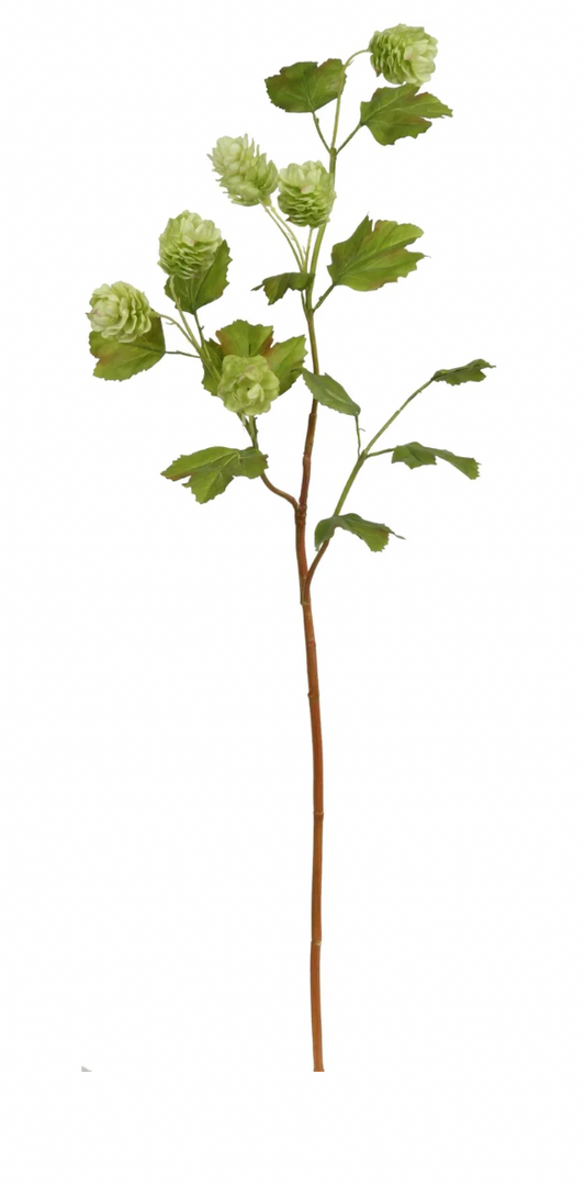 Green Hops