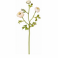 Cream/Wine Ranunculus X3