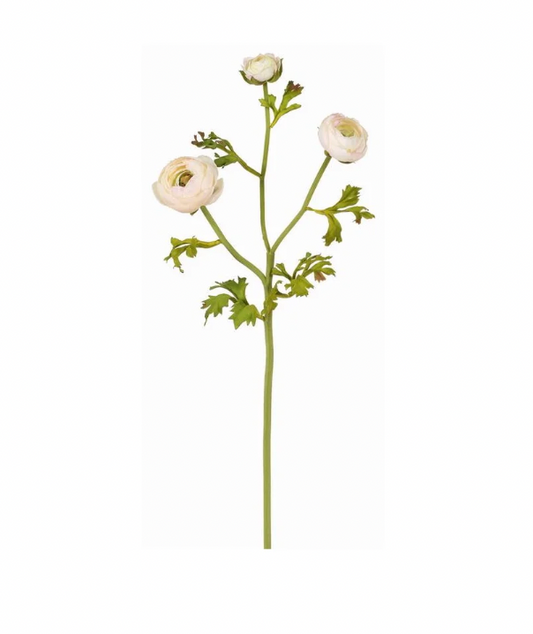 Cream/Wine Ranunculus X3