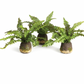 Boston Fern