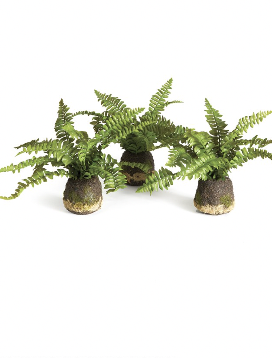 Boston Fern