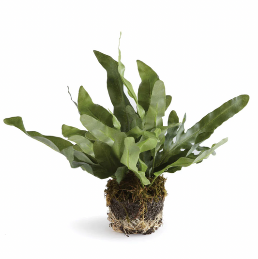 8.5" Echeveria Fern Drop In