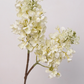 Garden Party Hydrangea