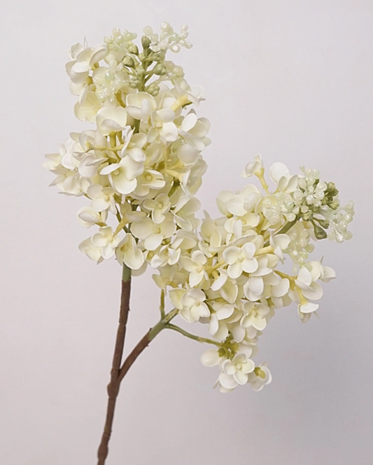 Garden Party Hydrangea