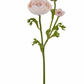 Dusty Pink Ranunculus
