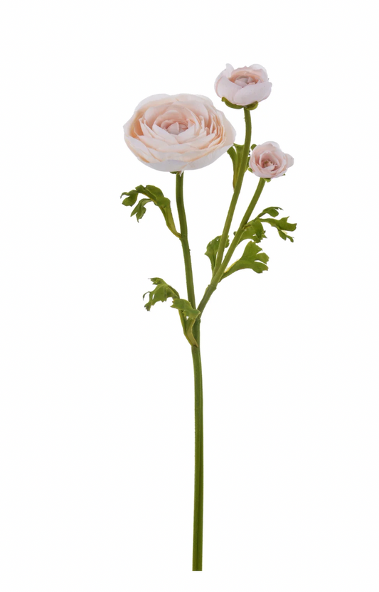 Dusty Pink Ranunculus
