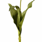 24.5" White Tulip Dutch Close