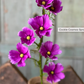 27" Cockle Cosmos Spray