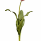 Pink Closed Dutch Tulip