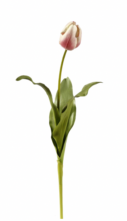 Pink Closed Dutch Tulip