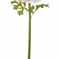 22" Blush Ranunculus