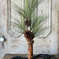 30" Loft Needle Pine Pick